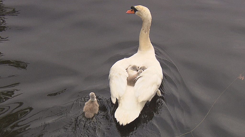 Really Heartbreaking Story,&#39; Father Swan Carries Babies On Back Days After  Mother Died On Esplanade – CBS Boston