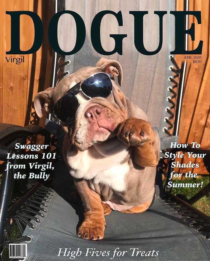 Dogue #fashion #dogs #dogfashion #funny