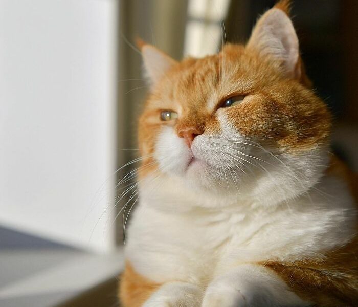 Adorable, Snow-Loving Chonky Boy From Russia - fun catz