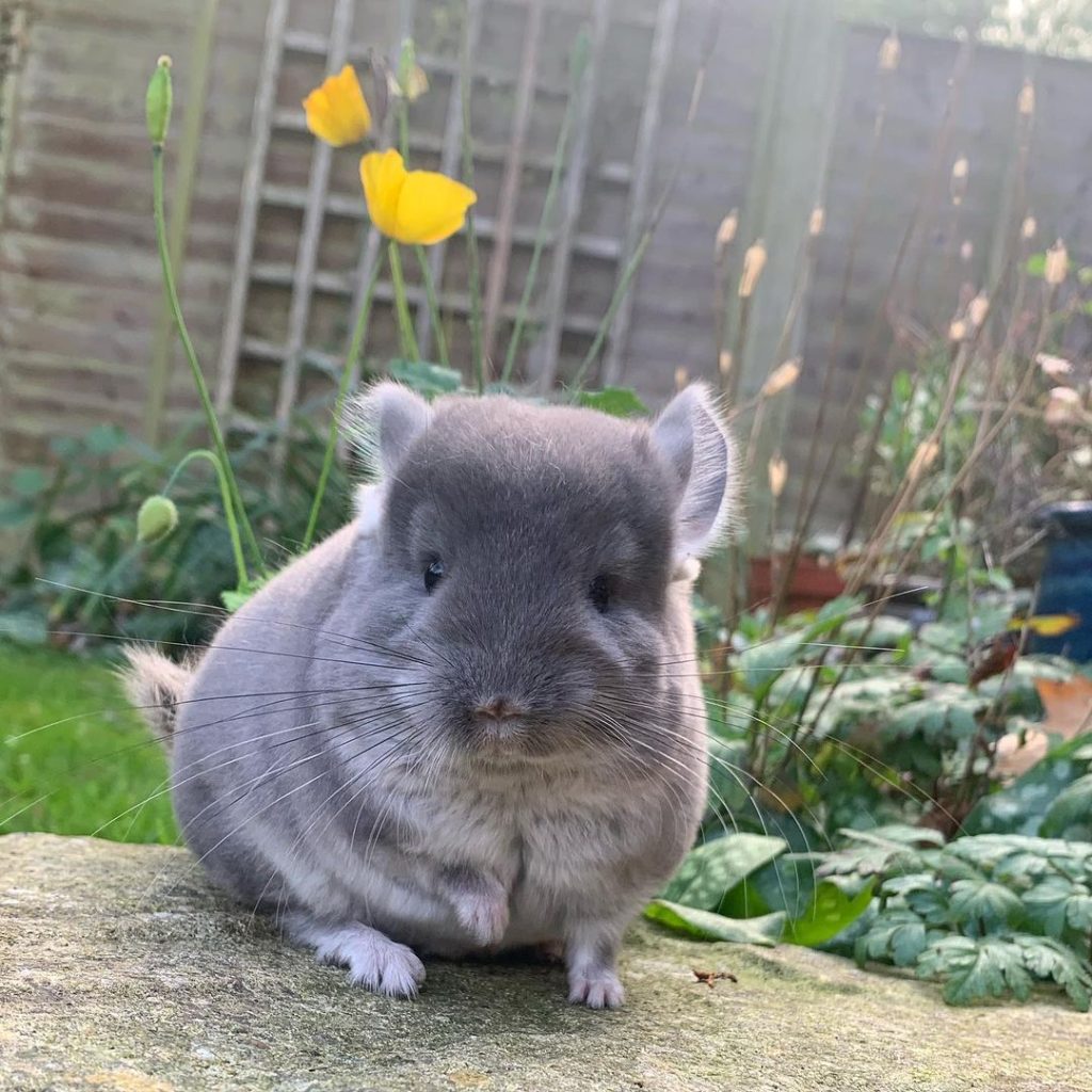 Chinchilla sales exotic pets