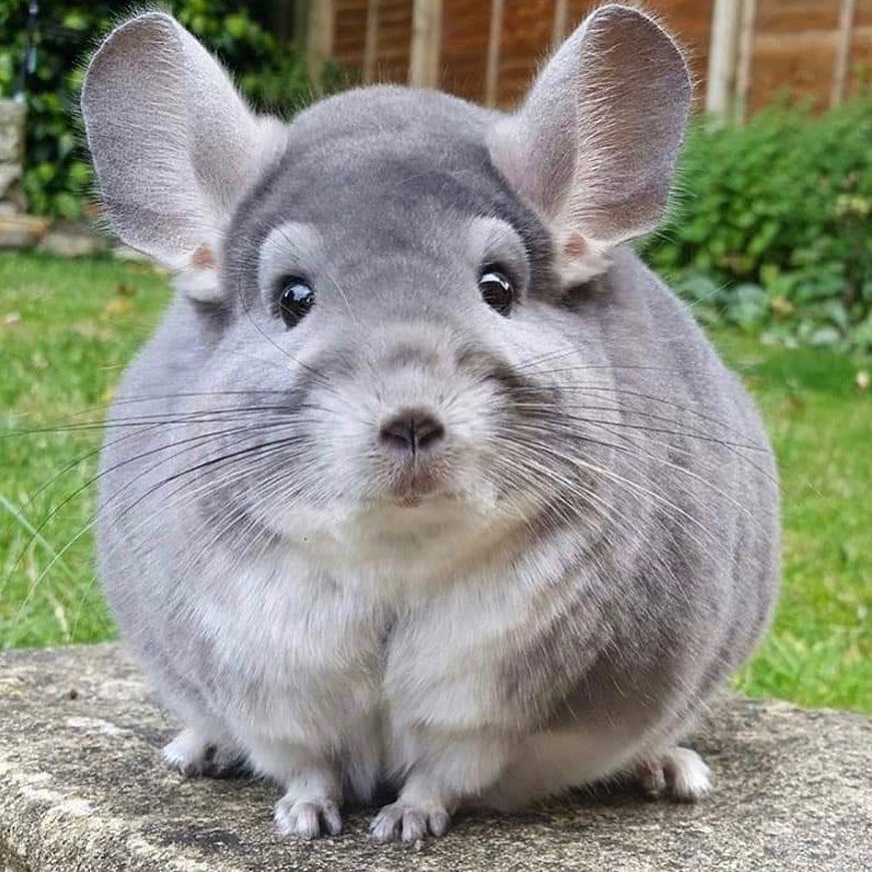 do chinchillas make good pets