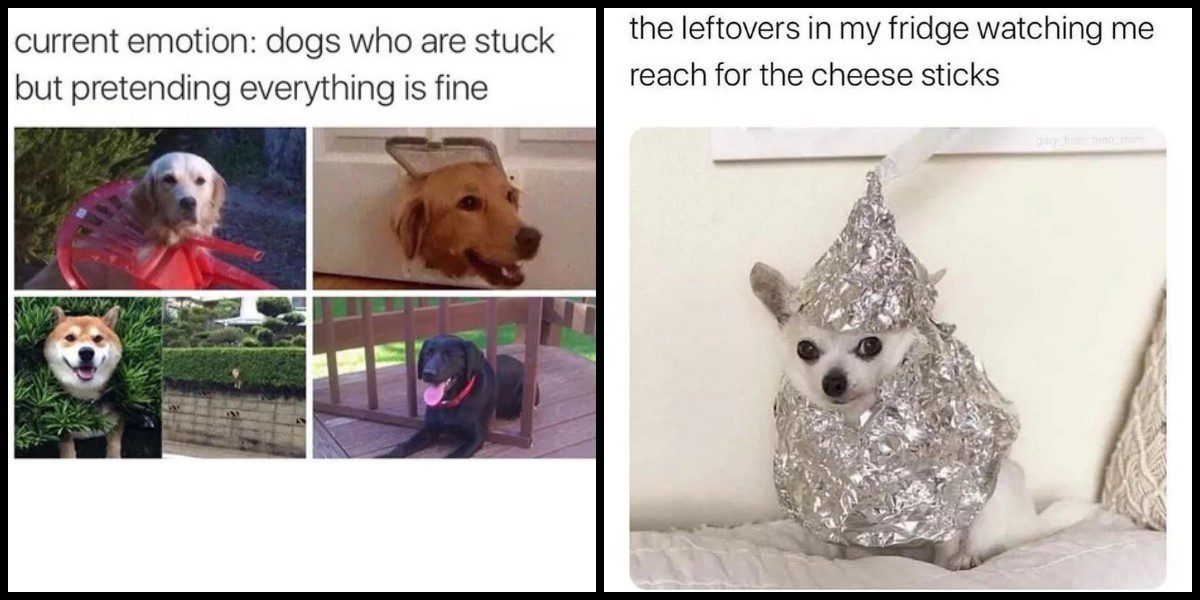 photogenic dog meme