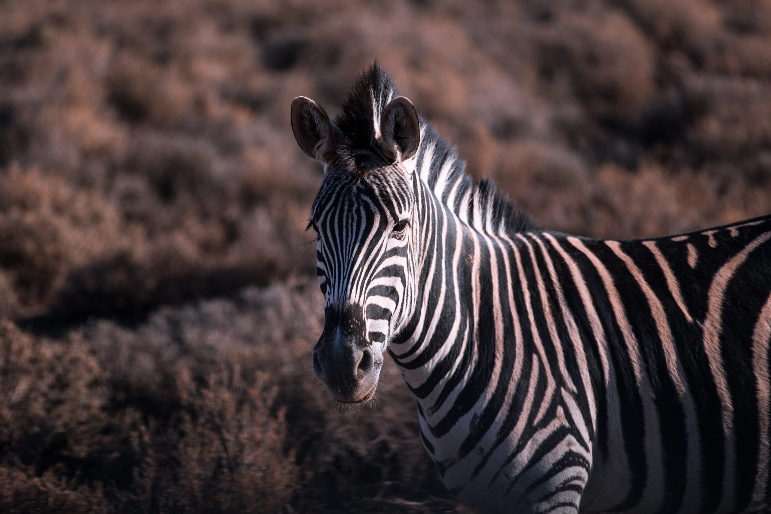 Zebra Is Adopted By Rhino Sanctuary And Gets An Unlikely Best Friend 