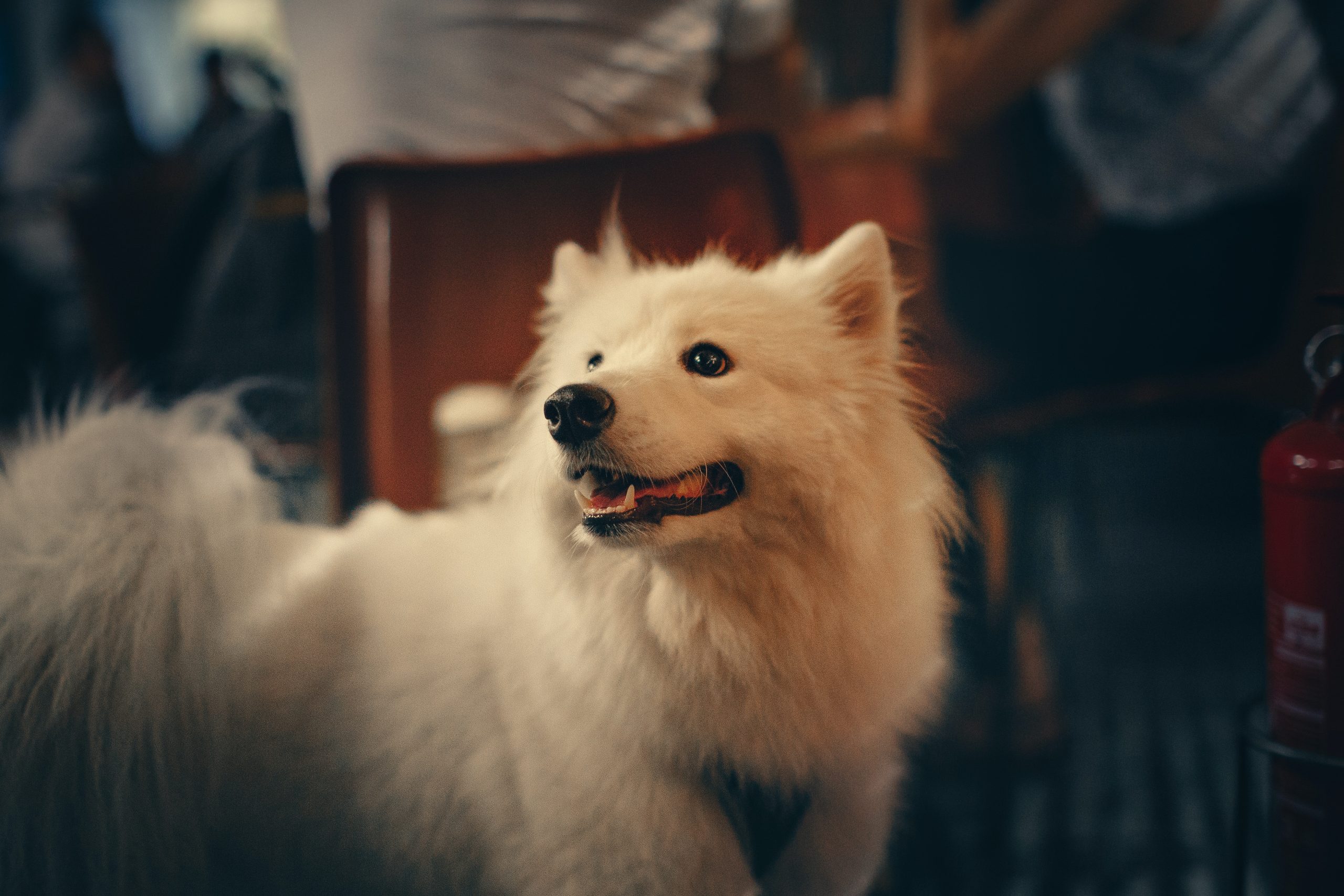 samoyed smile