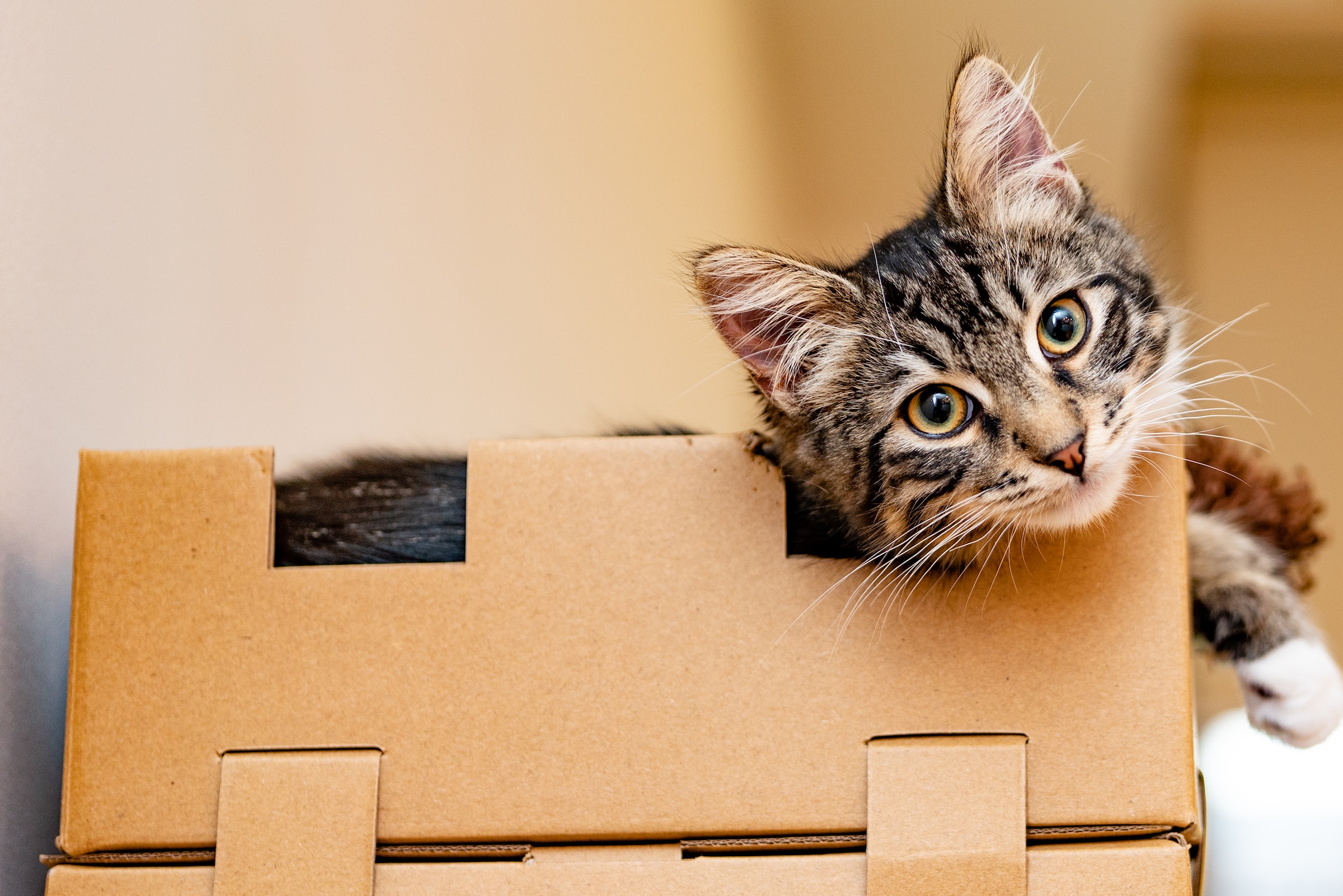 Kitten box. Кошка в коробке. Кот выбирает коробку. Cat behind the Box. Cat Boxer.